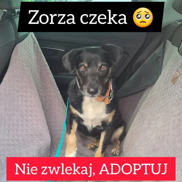 Pies do adopcji, Korabiewice, 26 stycznia 2023 (2/2)