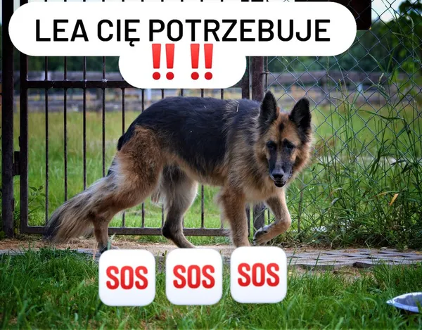 Pies do adopcji, Korabiewice, 27 stycznia 2023 (4/5)
