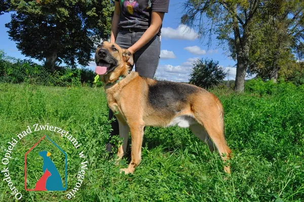 Pies do adopcji, Węgrowo, 1 sierpnia 2020 (1/5)