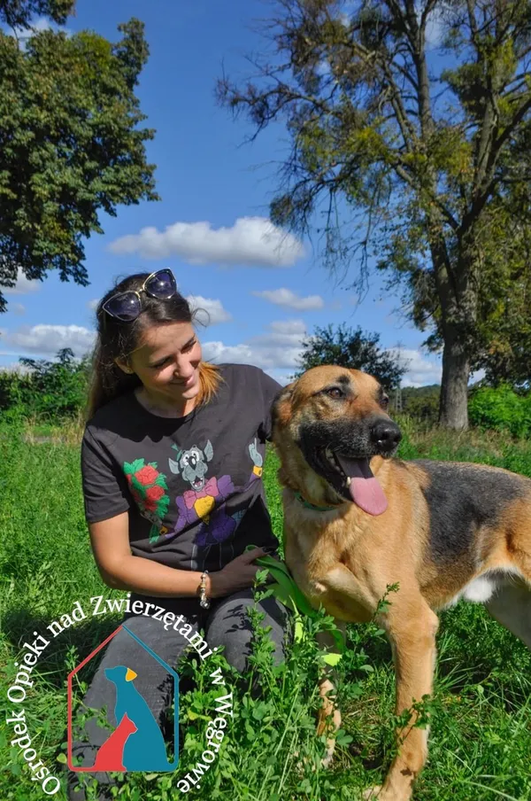 Pies do adopcji, Węgrowo, 1 sierpnia 2020 (3/5)