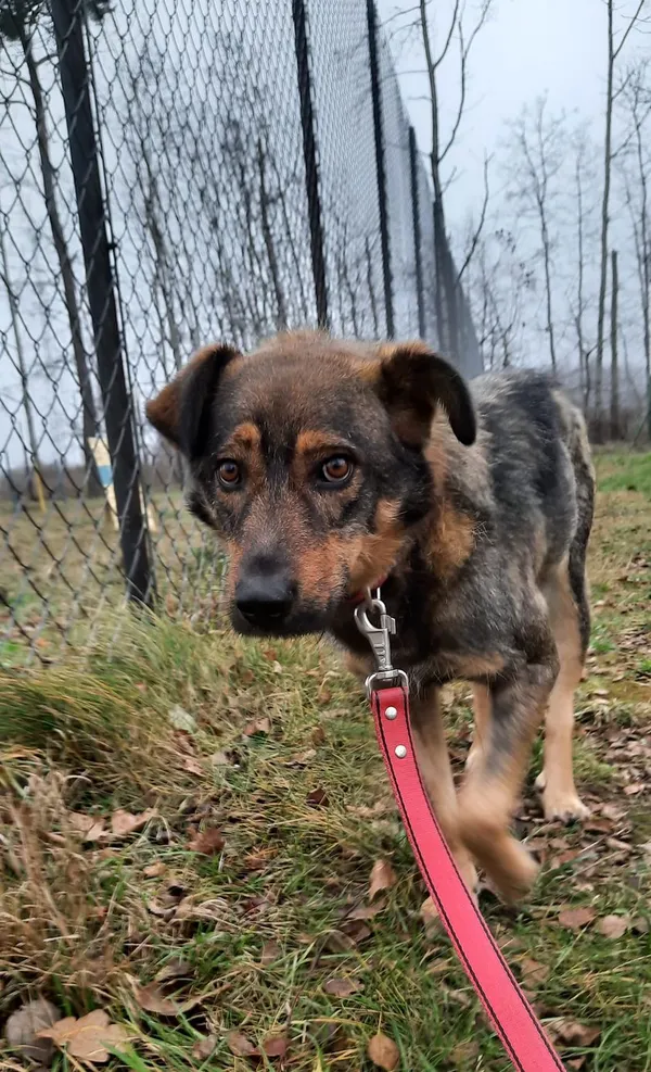Pies do adopcji, Korabiewice, 19 czerwca 2021 (2/5)