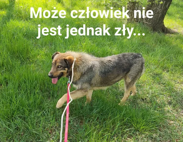 Pies do adopcji, Korabiewice, 19 czerwca 2021 (5/5)