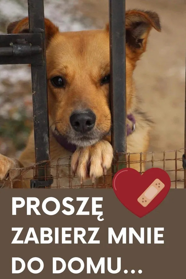 Pies do adopcji, Korabiewice, 26 stycznia 2023 (3/3)