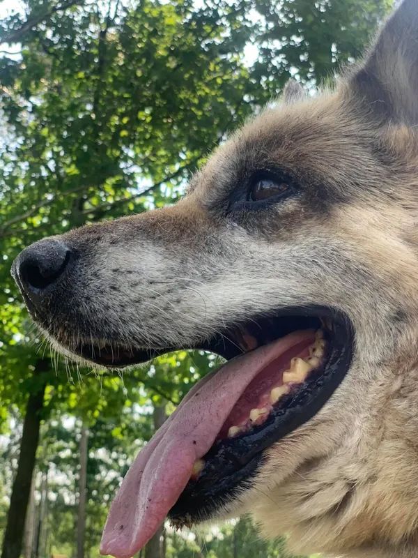 Pies do adopcji, Korabiewice, 12 czerwca 2019 (5/5)