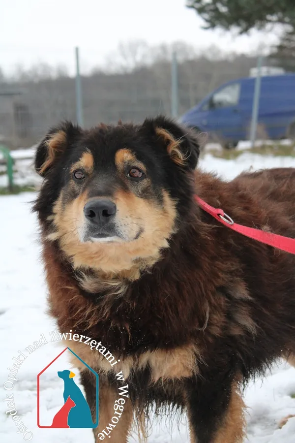 Pies do adopcji, Węgrowo, 24 stycznia 2023 (1/4)
