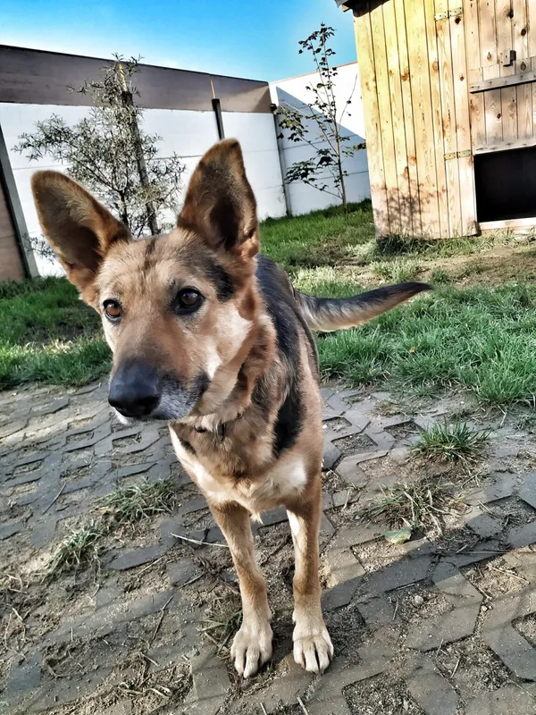 Pies do adopcji, Korabiewice, 16 czerwca 2021 (3/5)