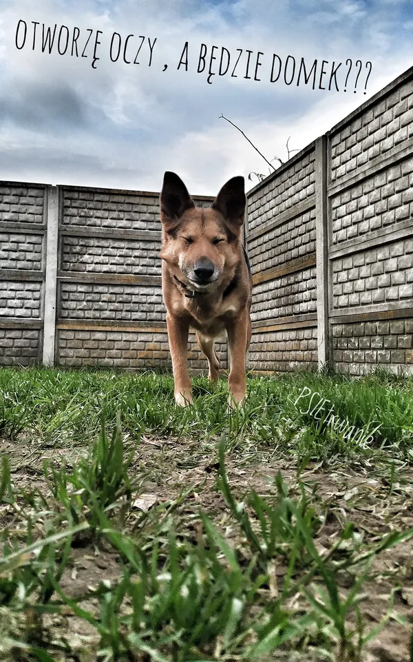 Pies do adopcji, Korabiewice, 16 czerwca 2021 (5/5)