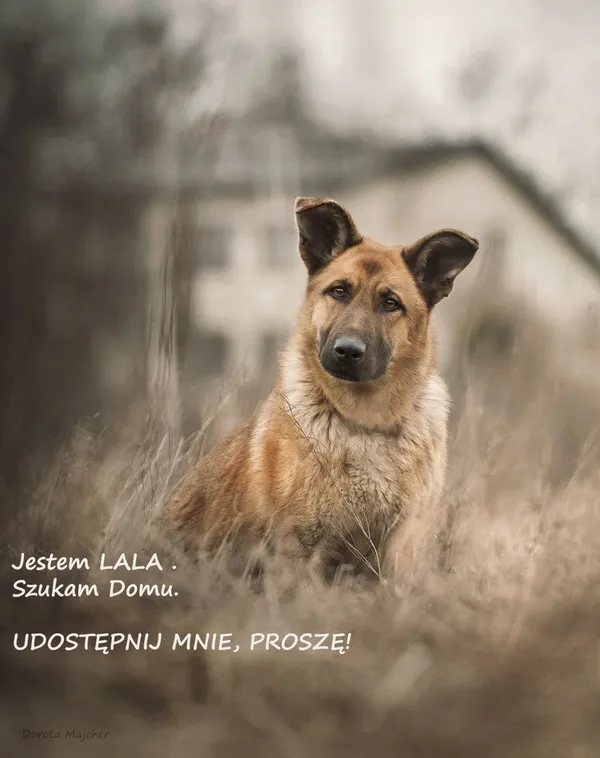 Pies do adopcji, Korabiewice, 27 stycznia 2023 (3/4)