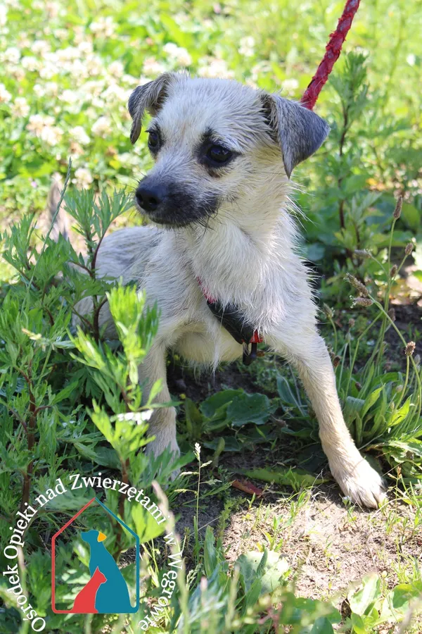 Pies do adopcji, Węgrowo, 15 czerwca 2022 (1/3)
