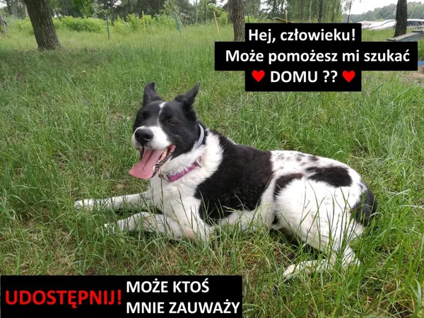 Pies do adopcji, Korabiewice, 26 stycznia 2023 (2/5)