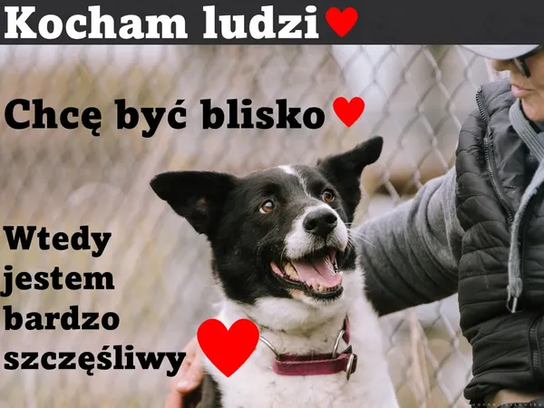 Pies do adopcji, Korabiewice, 26 stycznia 2023 (4/5)