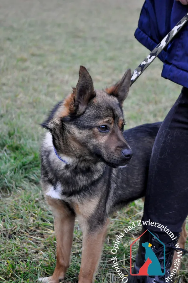 Pies do adopcji, Węgrowo, 22 grudnia 2021 (1/5)