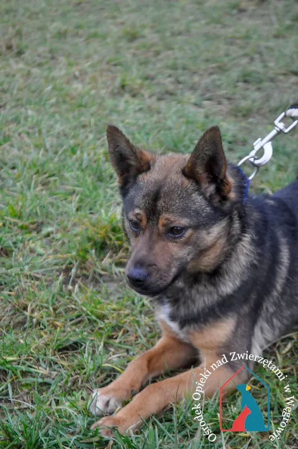 Pies do adopcji, Węgrowo, 22 grudnia 2021 (3/5)