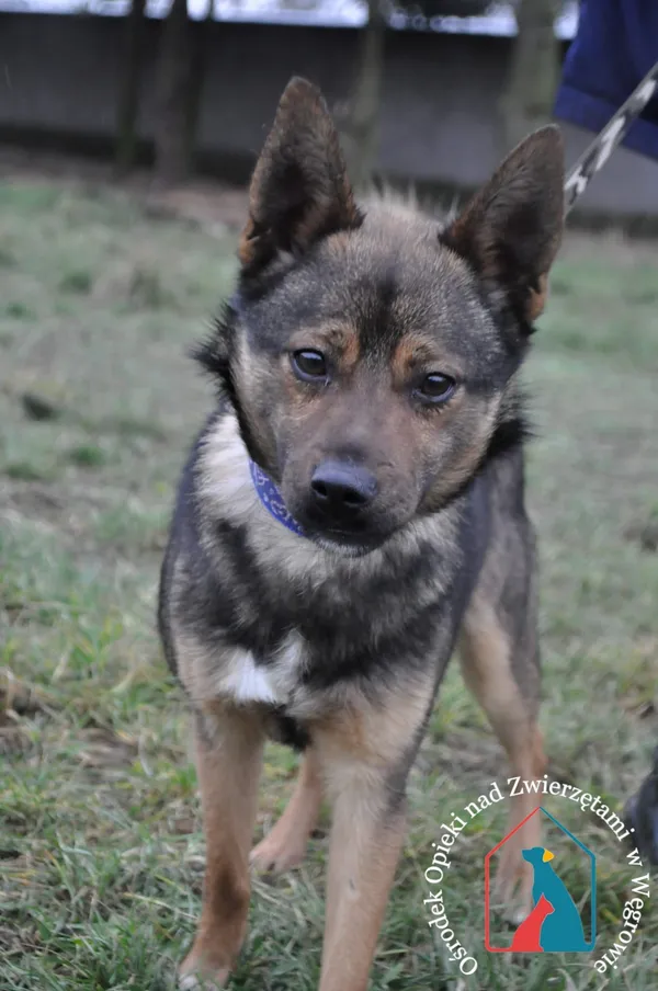 Pies do adopcji, Węgrowo, 22 grudnia 2021 (4/5)