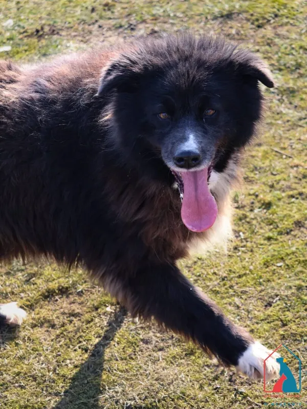 Pies do adopcji, Grudziądz, 10 czerwca 2022 (2/5)