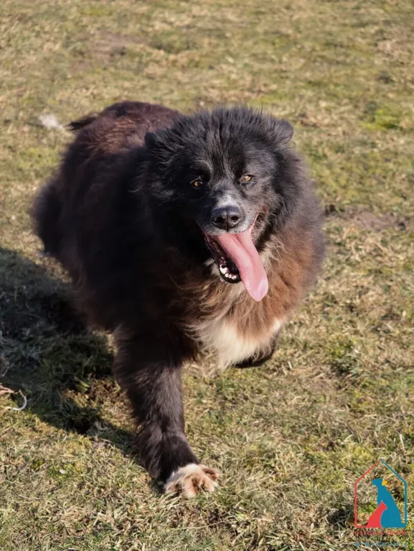 Pies do adopcji, Grudziądz, 10 czerwca 2022 (3/5)