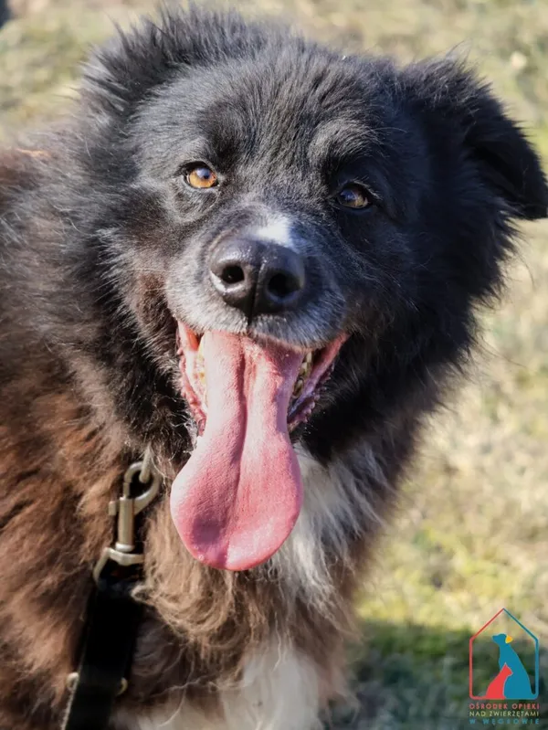 Pies do adopcji, Grudziądz, 10 czerwca 2022 (4/5)