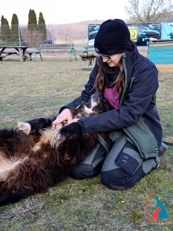 Pies do adopcji, Grudziądz, 10 czerwca 2022 (5/5)