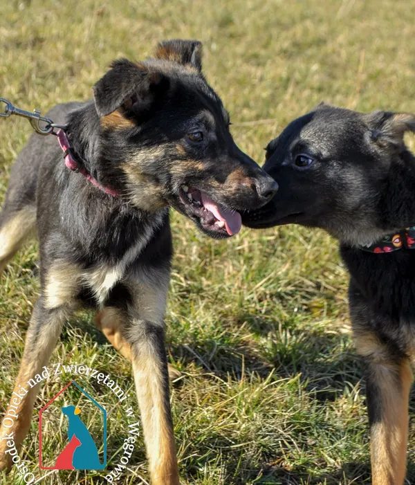 Pies do adopcji, Węgrowo, 2 lutego 2022 (1/5)