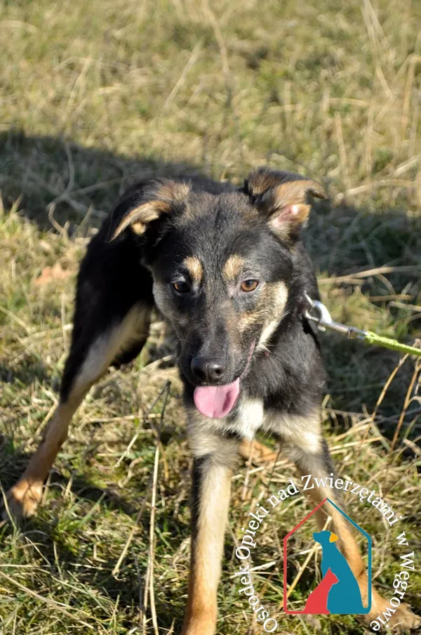 Pies do adopcji, Węgrowo, 2 lutego 2022 (2/5)