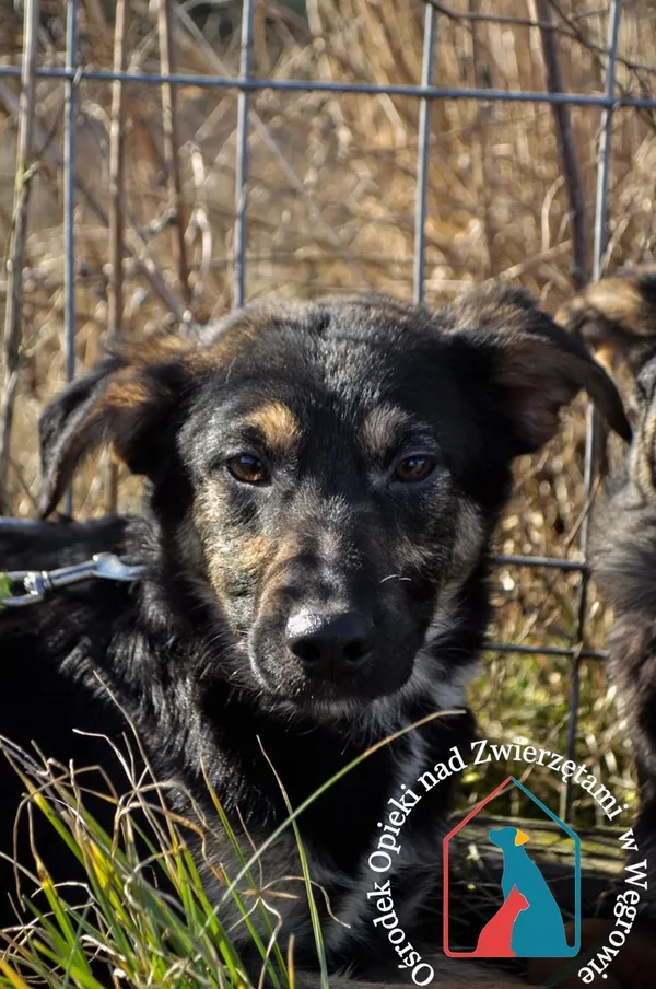 Pies do adopcji, Węgrowo, 2 lutego 2022 (3/5)
