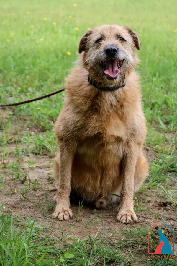 Kot do adopcji, Grudziądz, 23 stycznia 2023 (3/5)