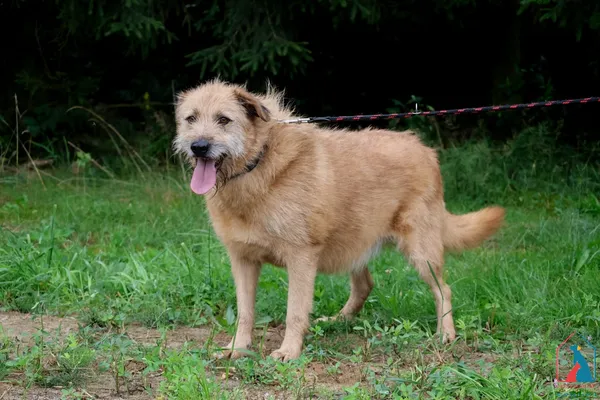 Kot do adopcji, Grudziądz, 23 stycznia 2023 (4/5)