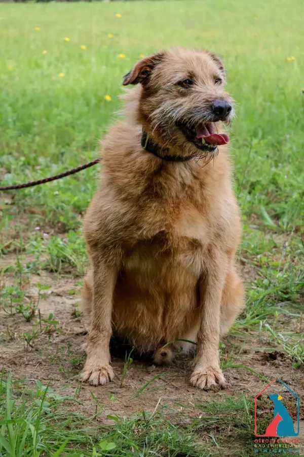 Kot do adopcji, Grudziądz, 23 stycznia 2023 (5/5)