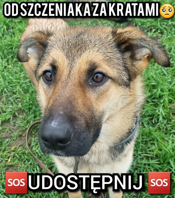 Pies do adopcji, Korabiewice, 26 stycznia 2023 (1/2)