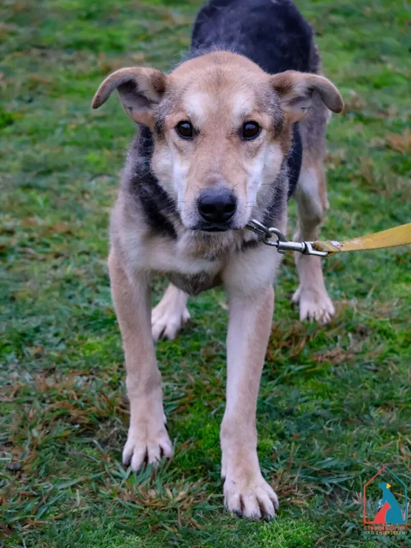 Pies do adopcji, Grudziądz, 9 sierpnia 2022 (1/5)