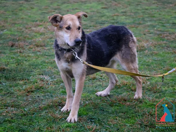 Pies do adopcji, Grudziądz, 9 sierpnia 2022 (2/5)