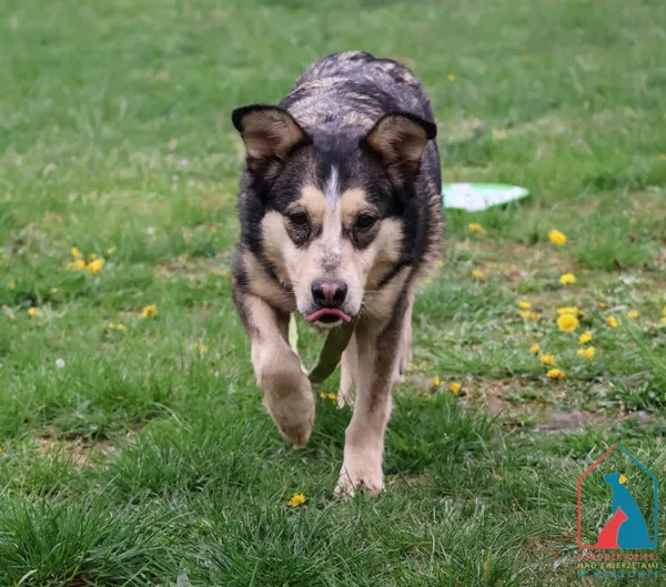 Pies do adopcji, Grudziądz, 11 marca 2023 (1/5)