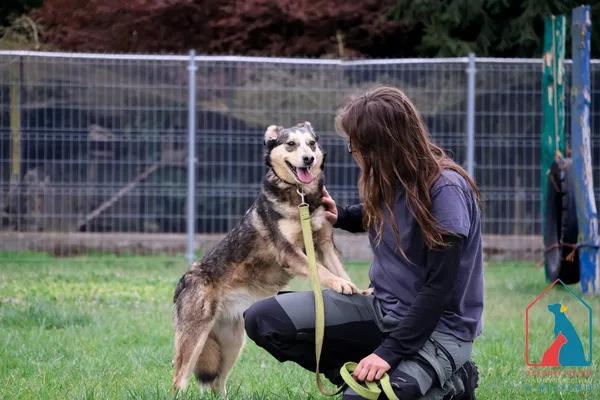 Pies do adopcji, Grudziądz, 11 marca 2023 (2/5)