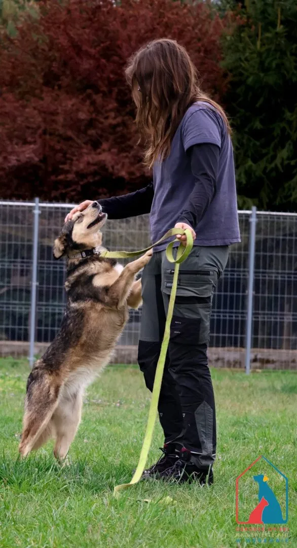 Pies do adopcji, Grudziądz, 11 marca 2023 (5/5)