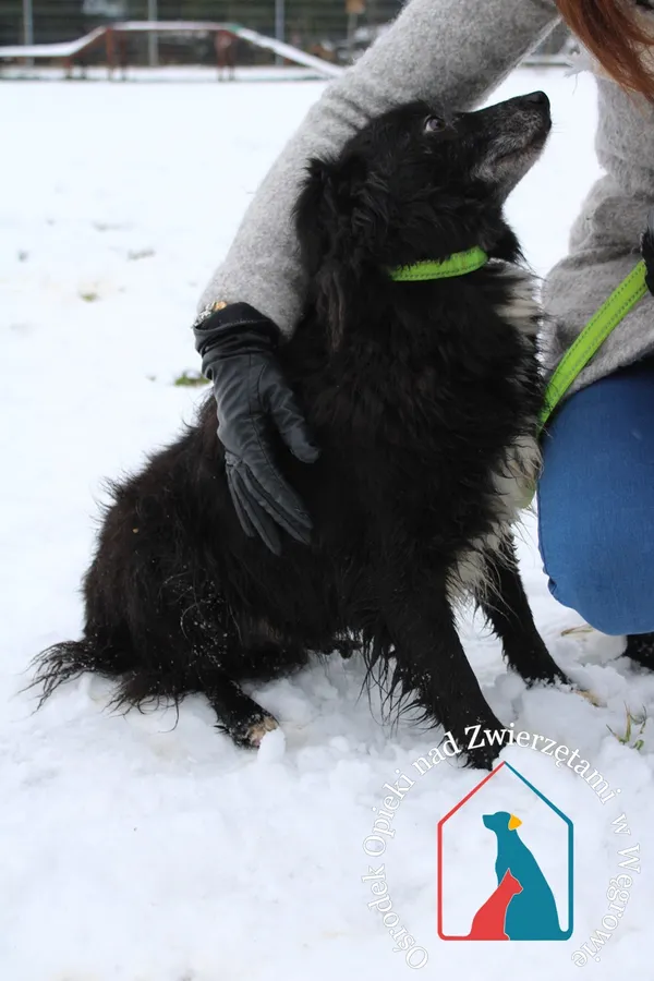 Pies do adopcji, Węgrowo, 20 stycznia 2023 (5/5)