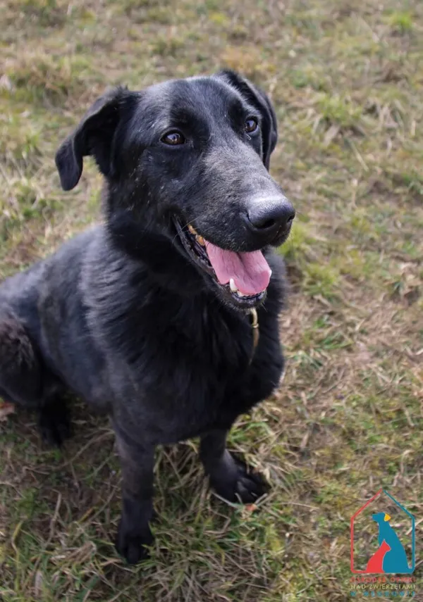 Pies do adopcji, Grudziądz, 22 marca 2023 (1/5)