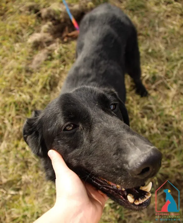 Pies do adopcji, Grudziądz, 22 marca 2023 (2/5)