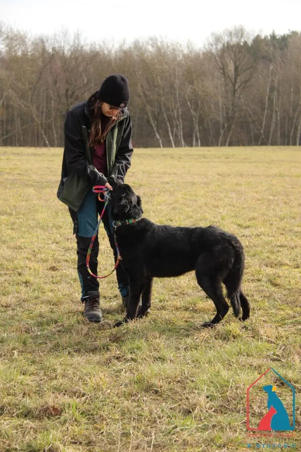 Pies do adopcji, Grudziądz, 22 marca 2023 (5/5)