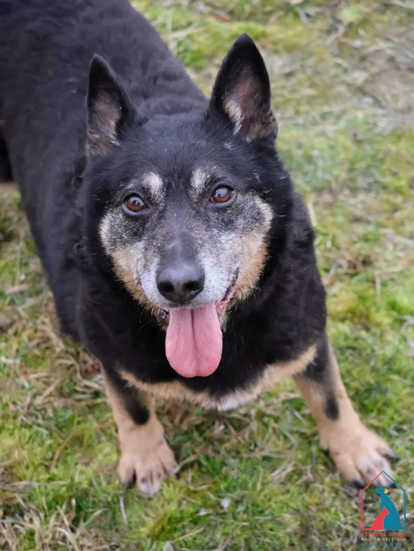 Pies do adopcji, Grudziądz, 30 grudnia 2019 (1/5)