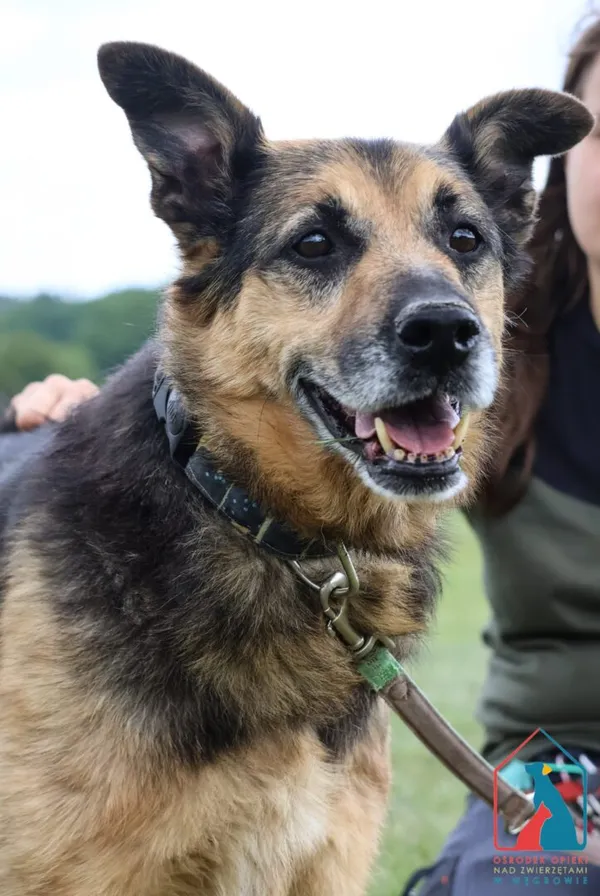 Pies do adopcji, Grudziądz, 28 grudnia 2018 (1/5)