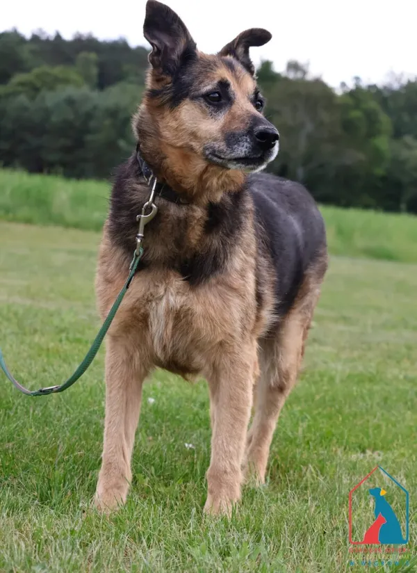 Pies do adopcji, Grudziądz, 28 grudnia 2018 (4/5)