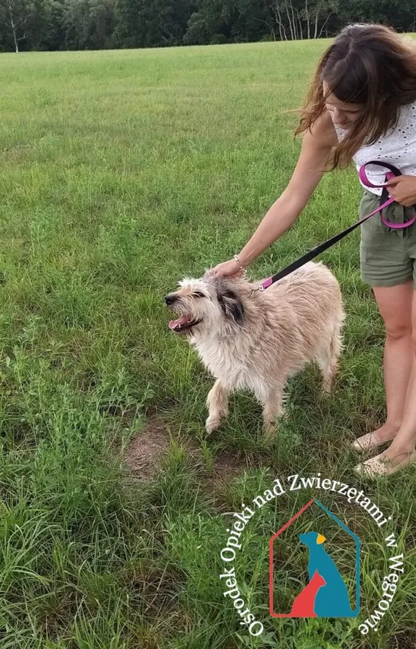 Pies do adopcji, Węgrowo, 28 grudnia 2018 (3/5)