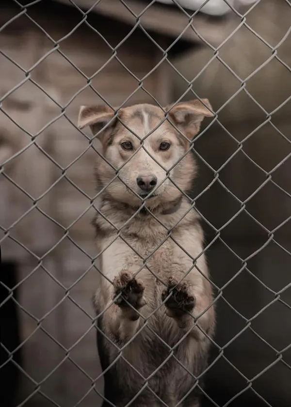 Pies do adopcji, Korabiewice, 30 stycznia 2023 (5/5)