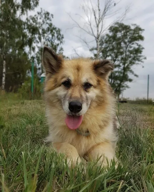 Pies do adopcji, Korabiewice, 12 czerwca 2019 (4/5)