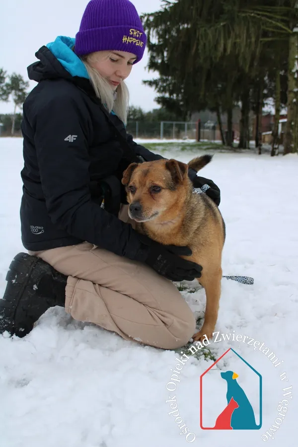 Pies do adopcji, Węgrowo, 19 stycznia 2023 (3/5)