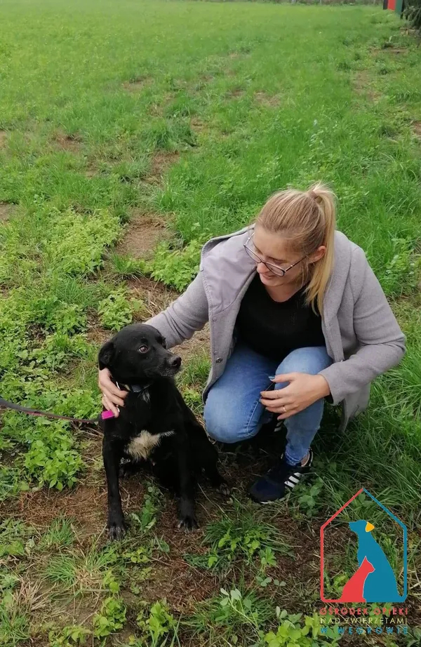 Pies do adopcji, Węgrowo, 30 grudnia 2019 (4/5)