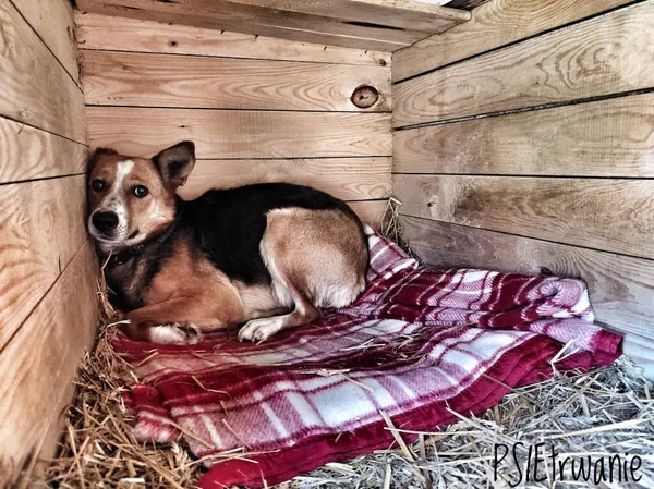 Pies do adopcji, Korabiewice, 14 czerwca 2021 (2/2)