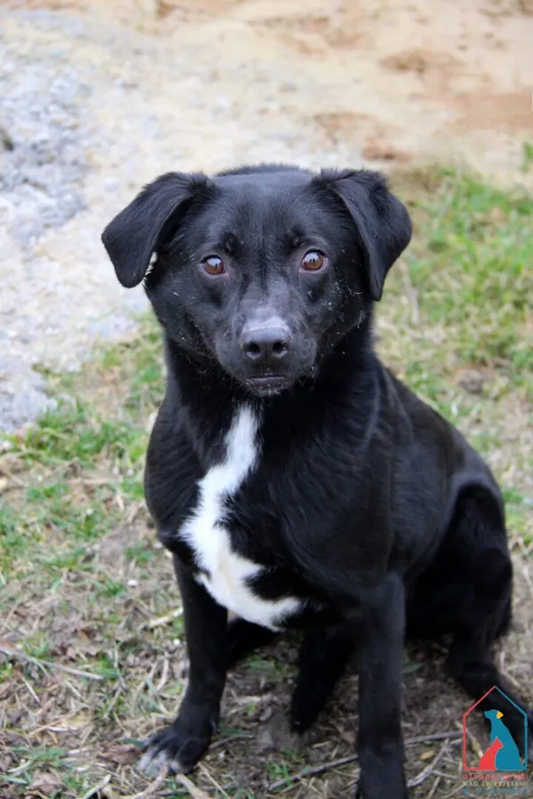 Pies do adopcji, Grudziądz, 9 lutego 2023 (1/5)