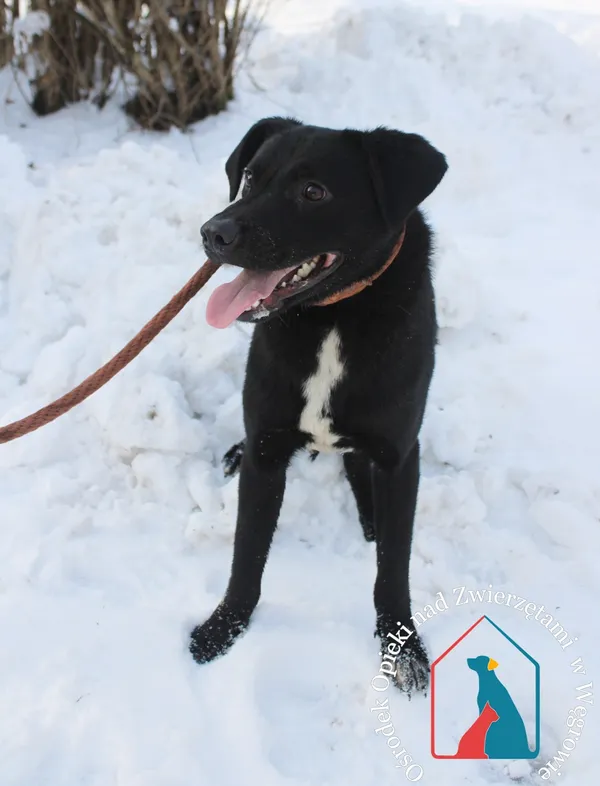Pies do adopcji, Grudziądz, 9 lutego 2023 (3/5)