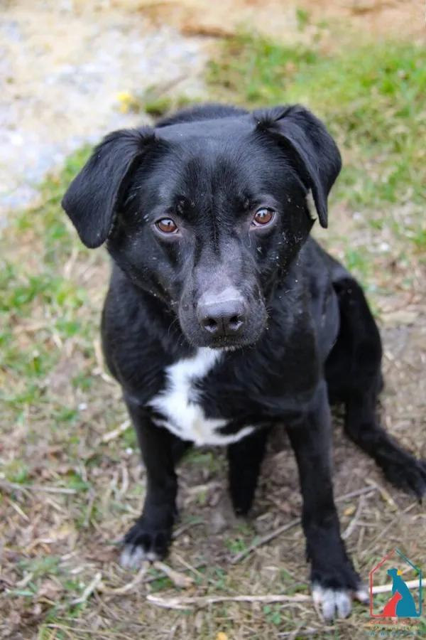 Pies do adopcji, Grudziądz, 9 lutego 2023 (4/5)